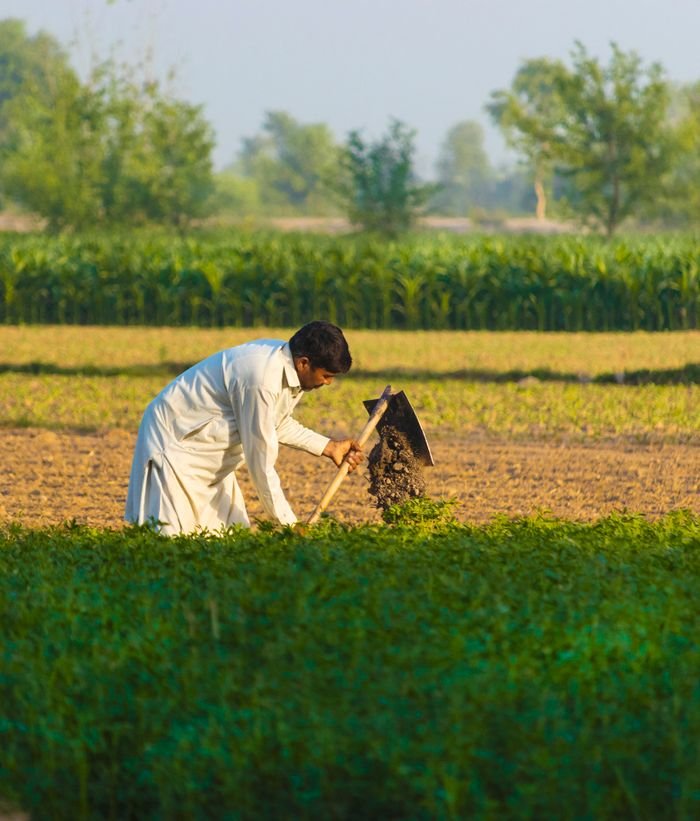 A farmer works diligently with a hoe in a vibrant, lush agricultural field under the bright day sky.