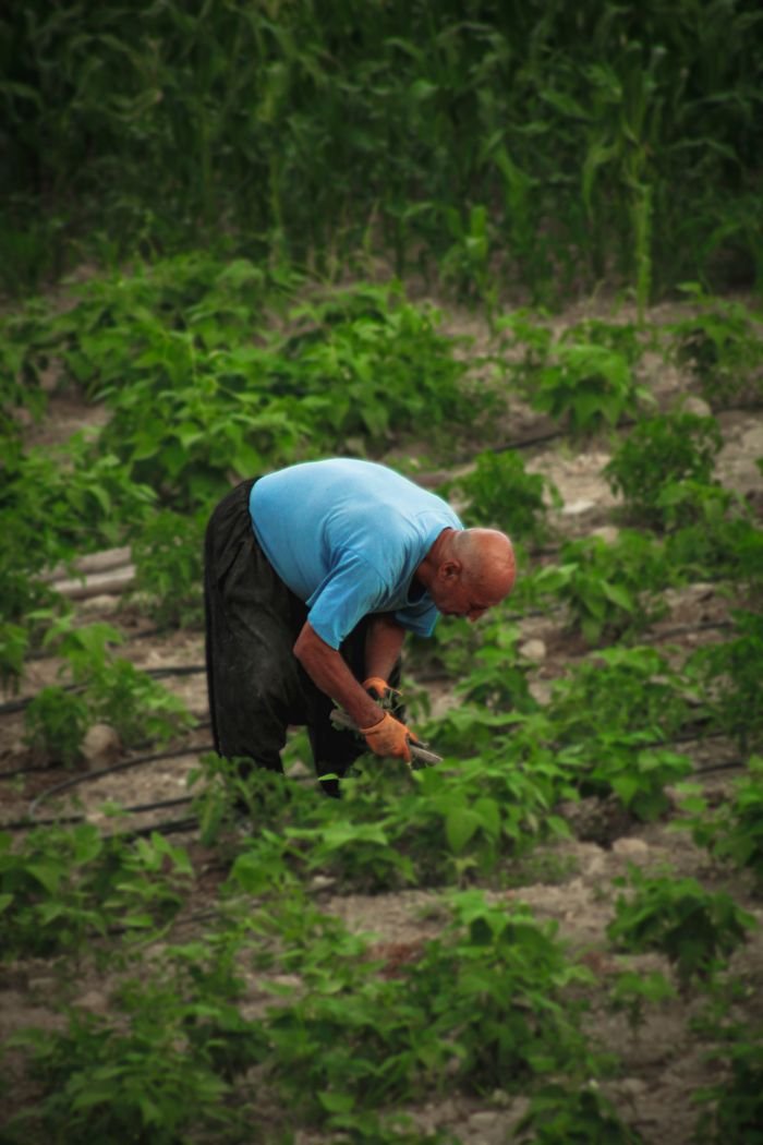 A farmer in a blue shirt tending crops in a lush green field.