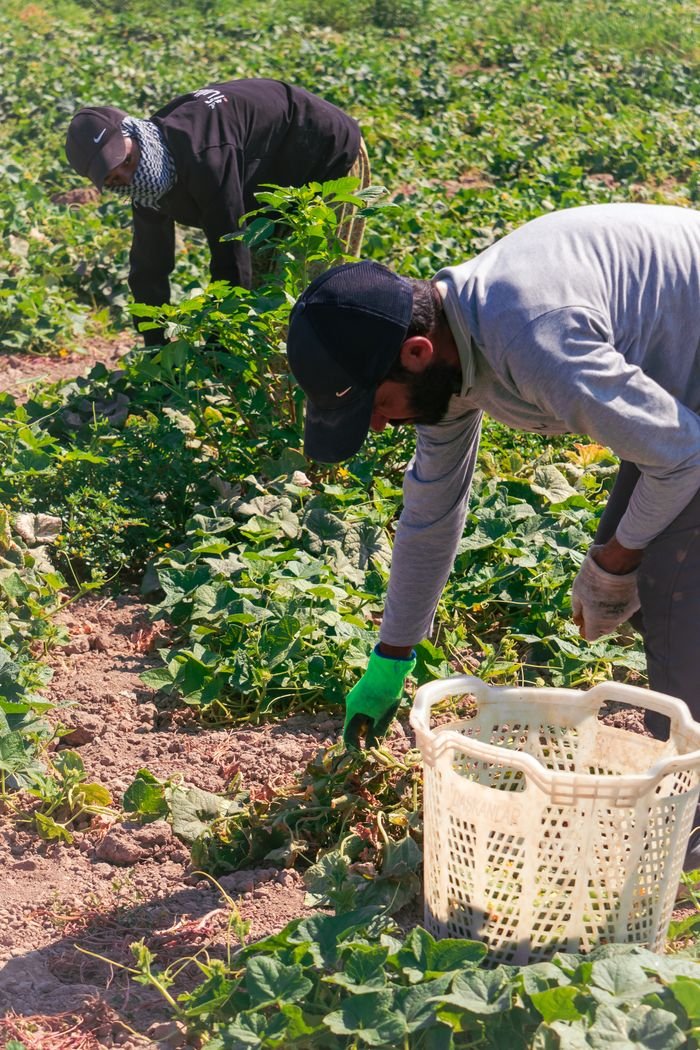 Workers collect crops under the sun, showcasing agricultural practices in a verdant field.
